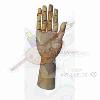 Hand Female Right A1204